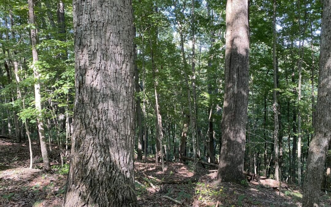 Timber Stand • Chestnut Oak • Hard Maple • Poplar • Hickory • 610,000 +/-BD/Ft